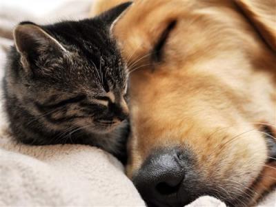 猫猫和狗狗一起怎么养，猫猫和狗狗能一起养吗