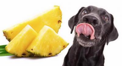 狗狗能吃香蕉x，狗狗能吃香蕉吗，泰迪