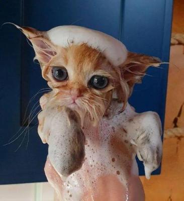 怎么给猫洗澡他不乱动，，怎么给猫洗澡他不乱动
