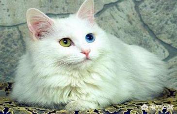 蓝眼睛的猫_蓝眼睛的猫叫什么名字