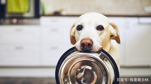 九个月狗狗一天喝多少水，三个月狗狗一天喝多少水