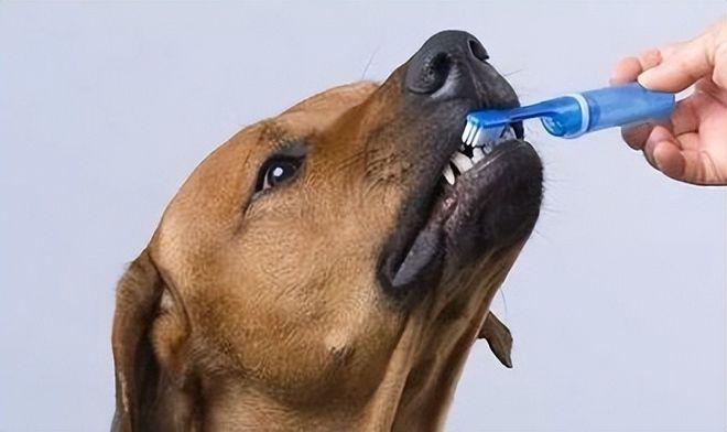 狗狗不吃洁齿骨嘴巴臭臭的怎么办