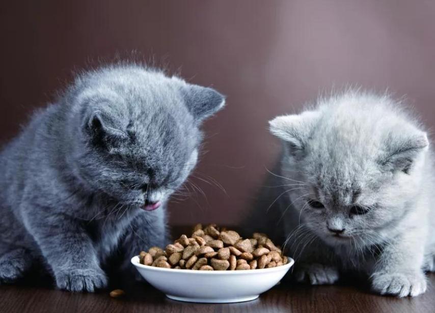 3岁的猫咪每天吃多少猫粮，猫咪每天吃多少冻干