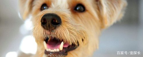 六岁的狗狗为什么掉牙