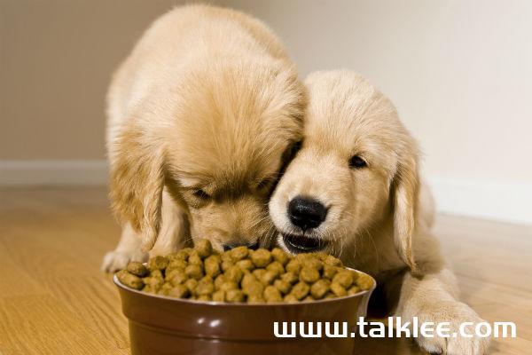 一个多月的狗一天吃多少狗粮