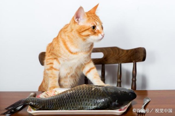 小猫天生会吃鱼吗，小猫天生爱吃鱼吗