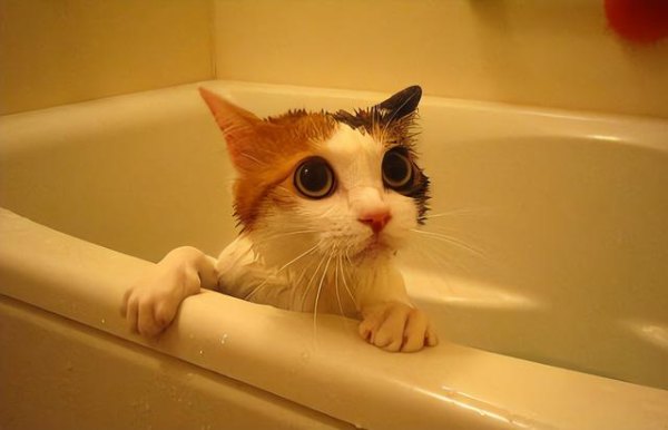 猫咪洗完澡不吹风行吗，猫咪洗完澡不吹风可以吗