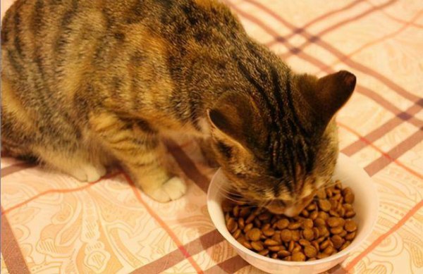 三个月小猫吃粮要泡水，，三个月猫吃粮用泡吗