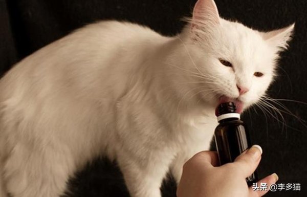 给猫咪涂红霉素眼膏，猫咪涂红霉素眼膏教程图