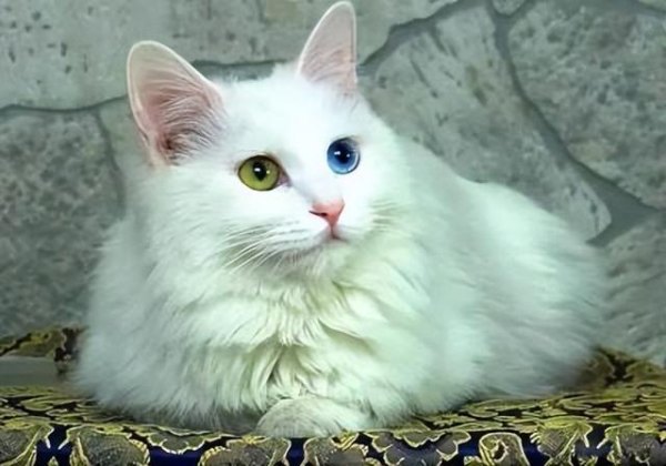 猫咪的瞳孔颜色不一样，猫咪两只瞳孔不一样大