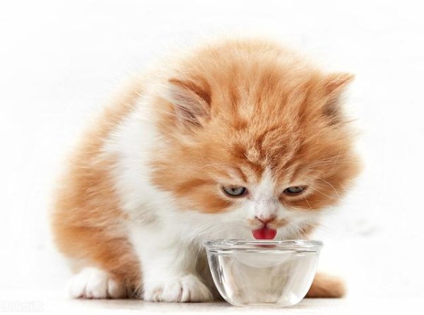 猫咪没有食欲只喝水精神不好，猫咪不爱吃饭喝水,还没有精神,是什么症状