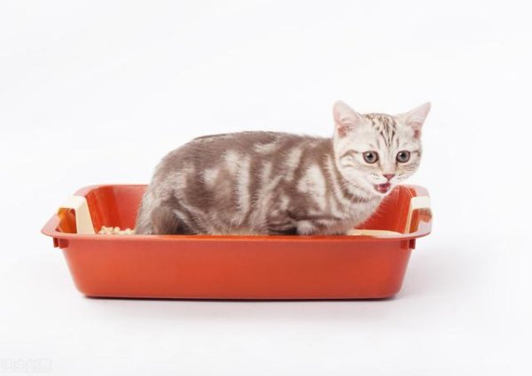 大猫不教小猫用猫砂，小猫用大猫的猫砂盆