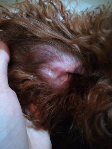 狗狗耳朵肿大怎么治疗方法，狗狗胆囊肿大的症状及治疗方法
