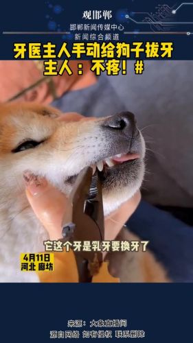 北京给狗狗拔牙多少钱，，宠物狗拔牙多少钱