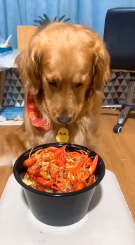 狗为什么不吃龙虾？狗狗为什么不吃虾仁