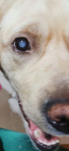 狗狗眼角膜是什么颜色？狗眼睛角膜