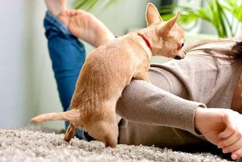 为什么母狗也会抱着腿睡觉，为什么母狗也会抱着腿呢