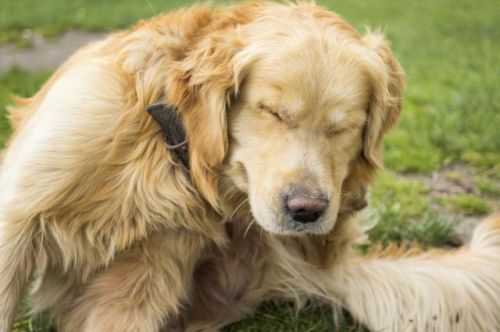狗狗耳朵过敏什么症状图片？狗狗耳朵过敏发红发痒怎么办?