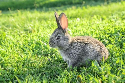 兔子拉稀用什么药，兔子呼吸道感染用什么药