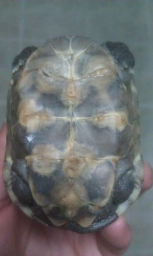 黄头龟腐甲最有效方法，黄头龟烂甲怎么治疗恢复快