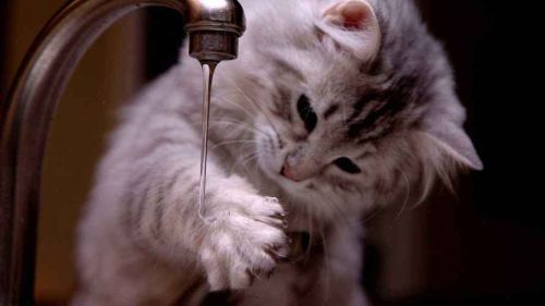 猫咪一般都喝什么水？猫咪都喝啥水呀