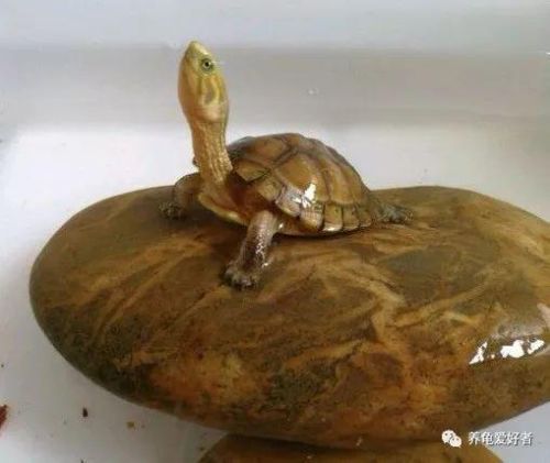 黄喉水龟是深水龟吗